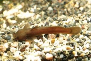 アカザ